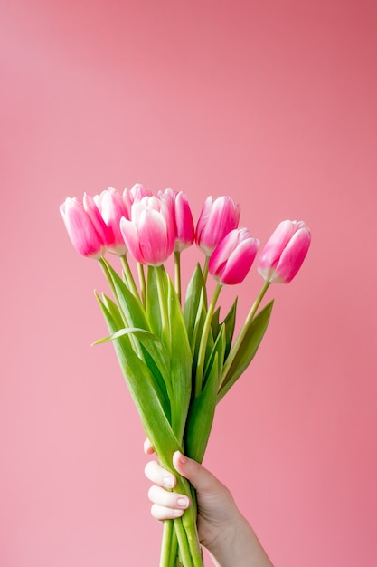 Pink tulips on the pink wall.