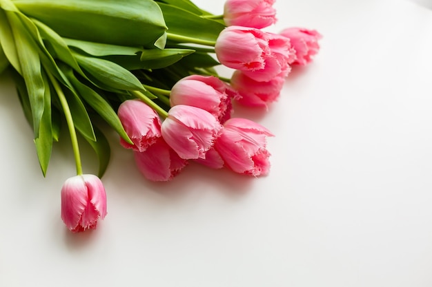 pink tulips on a white background