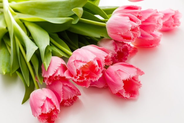 pink tulips on a white background