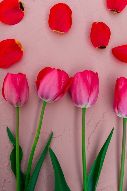 Pink tulips on white beige stone . Top view. copyspace. Greeting card.