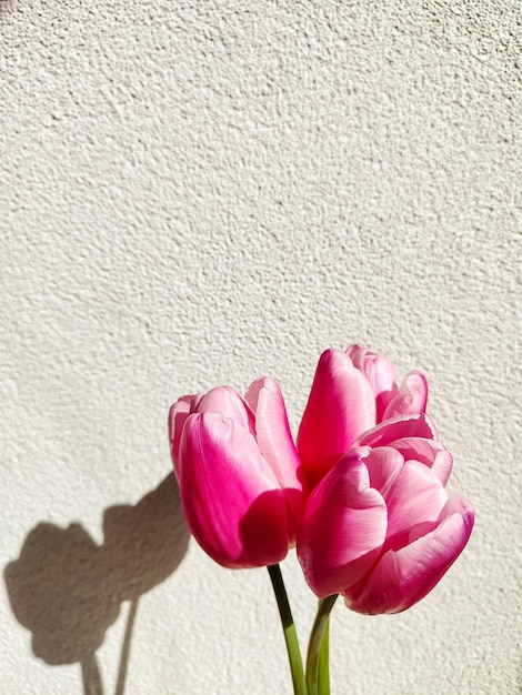 ベージュの背景に影のあるピンクのチューリップ春や母の日のコンセプトグリーティング カードの花のフラットのチューリップの背景コピー スペースを持つ垂直写真を横たわっていた