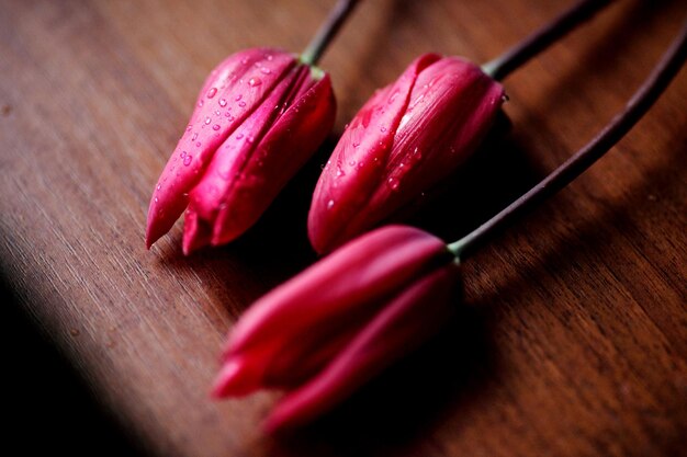 Pink tulips on a wooden surface