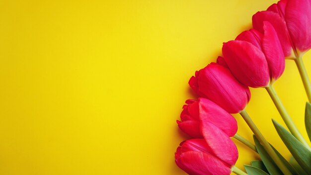 Pink tulips on yellow