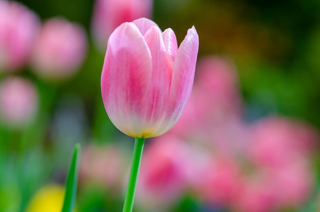 Photo pink tulips