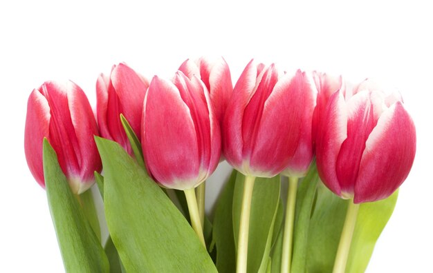 Pink tulips