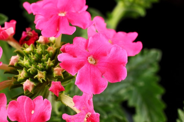 Pink verbena flowers close up