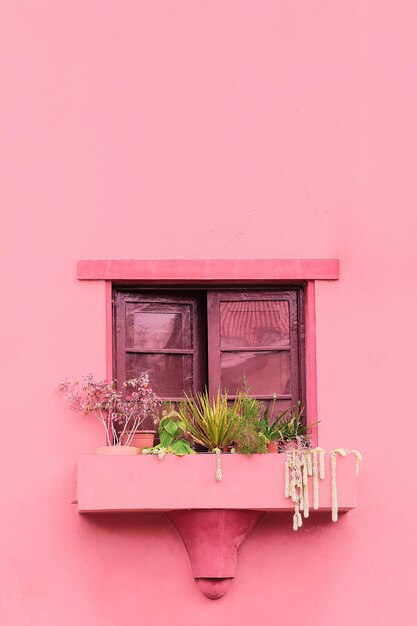 Photo pink vibes plants on pink concept canary island