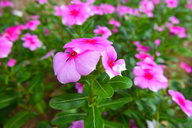 Pink vinca flower