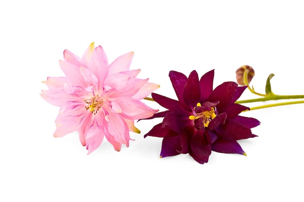 Pink and vinous flowers aquilegia isolated on white background