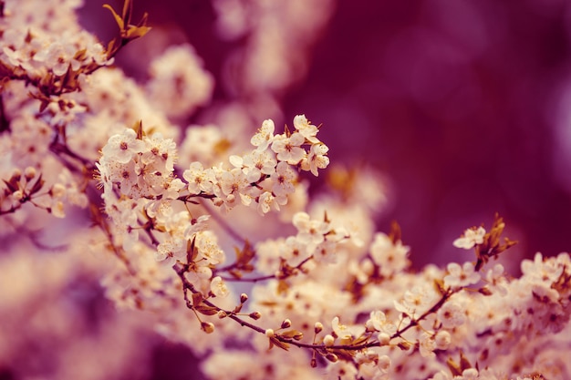 Pink vintage blossom cherry tree branches Spring natural background