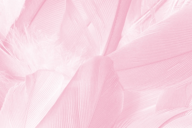 Premium Photo | Pink vintage feather texture background