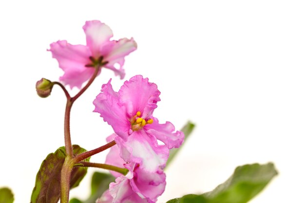 白地にピンクのビオラの花