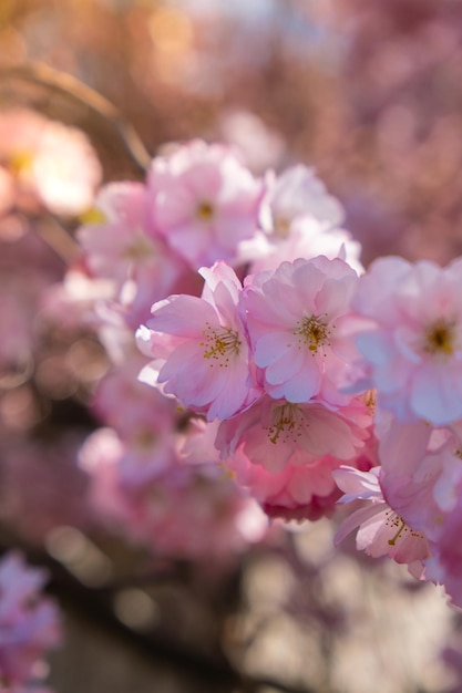 Pink violet flowers of cherry blossom on cherry tree close up Blossoming petals of cherry flower Bright floral scene with natural lighting Wallpaper background for greeting card Copy space