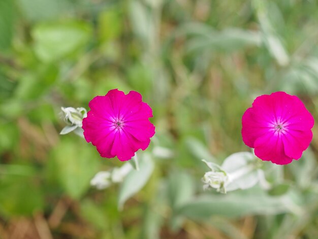 Pink violet flowers