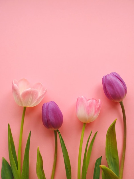 Розовые и фиолетовые тюльпаны на поверхности бумаги