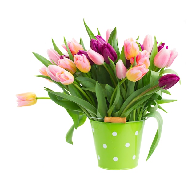 Pink and violet tulips in pot isolated on white