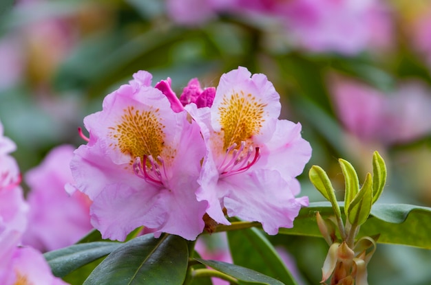 ピンクバイオレットの2つのシャクナゲの花。晴れた日のシャクナゲ美しい花の茂み