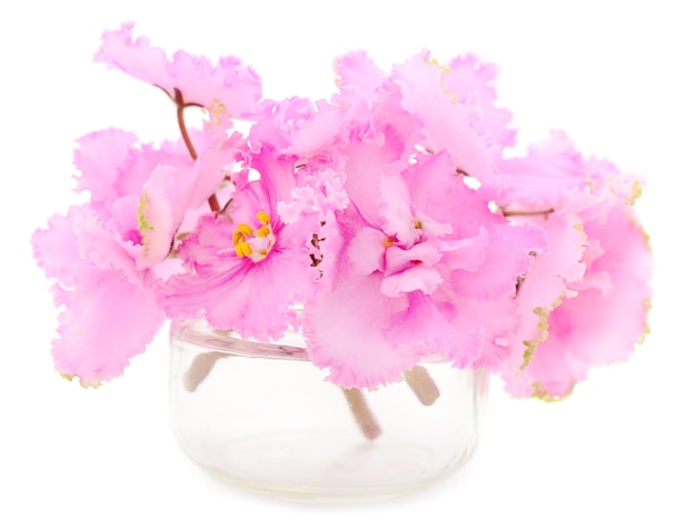 핑크 제비꽃 아름다운 꽃