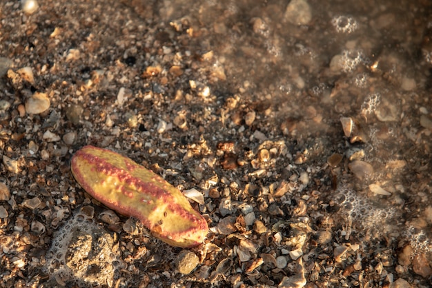 Foto cetriolo di mare warty rosa / cetriolo di mare rosa-giallo sulla spiaggia