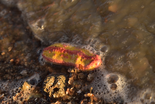 Photo pink warty sea cucumber/pink-yellow sea cucumber on the beach