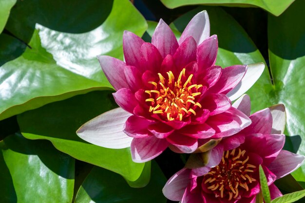 Pink water lilies blooming on calm lake lotus flower on the surface of water sunny day in summer top