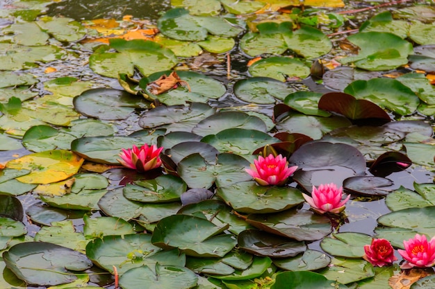 Розовые водяные лилии Nymphaea в озере