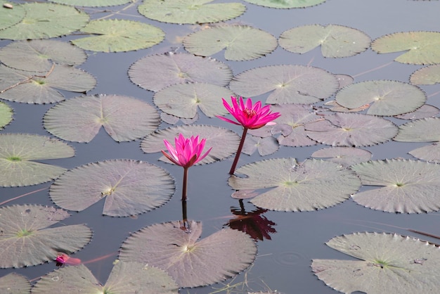 Pink Water lilies in pond