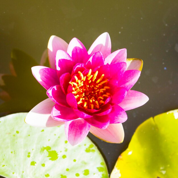 Pink water lily flower closeup photo of pink water lily photo of a pink lily with greenery