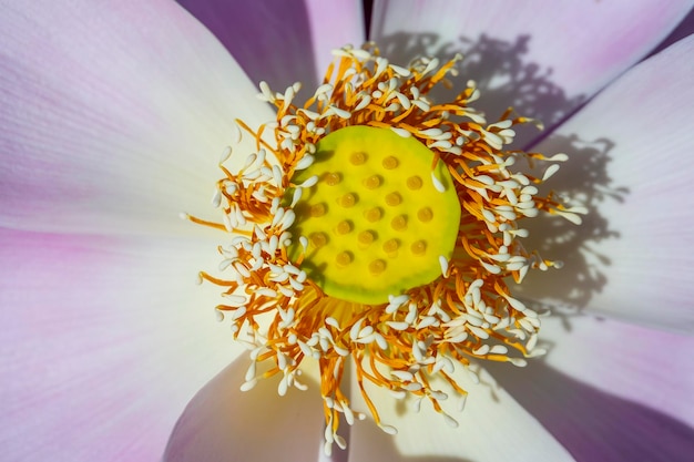 Pink water lily flower Lotus flower in island Bali Indonesia Close up macro