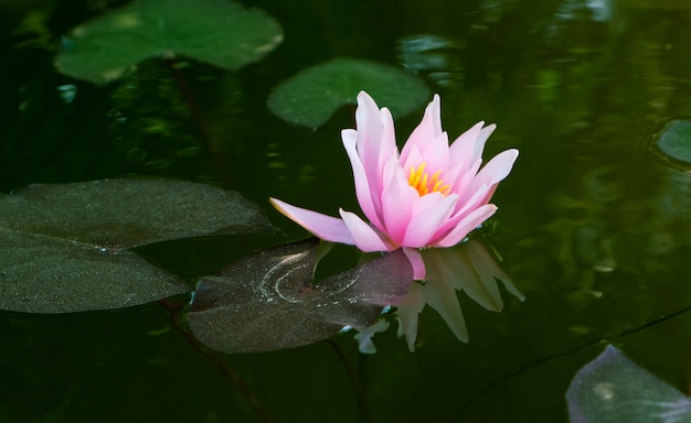 Pink water lily flower Nymphaea lotus. Water plant.