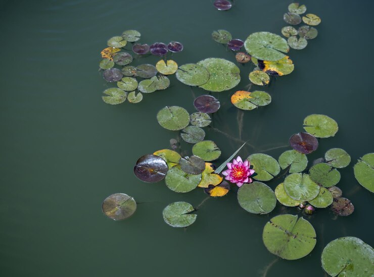 ピンクの水蓮の花