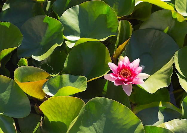 Photo pink water lily flowers in a pond 2