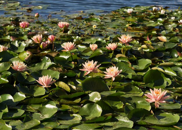 Pink water lily flowers in a pond 2