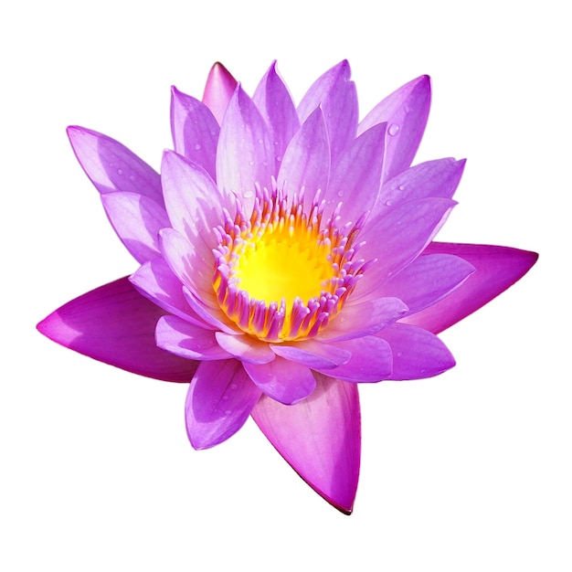 Pink water lily isolated on white background