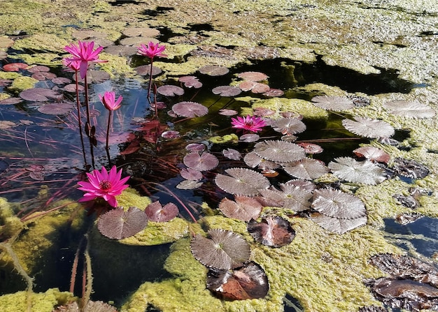 Ninfea rosa o fiore di loto con foglia verde nello stagno