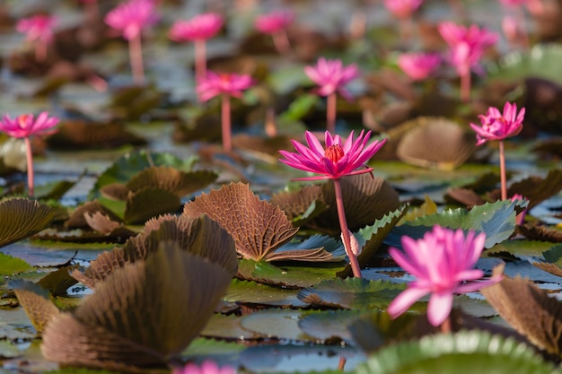 Pink water lily or lotus.