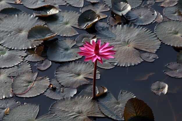 A pink water lily in a pond with leaves on it