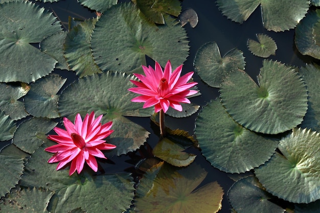 A pink water lily in a pond with leaves and water lilies.