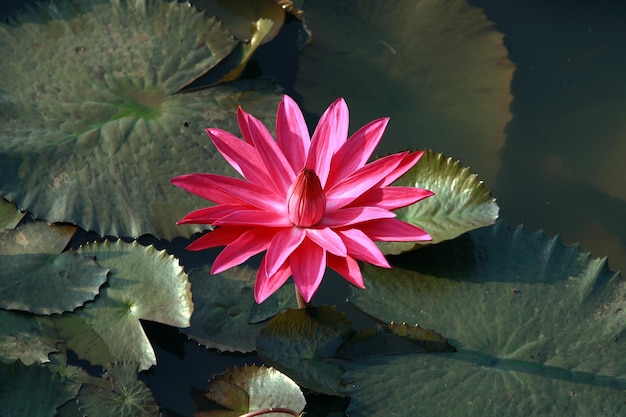 A pink water lily in a pond