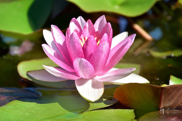 pink water lily