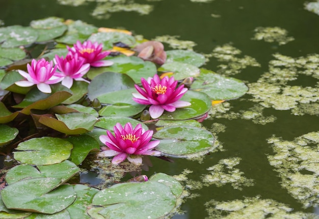 Pink water lily