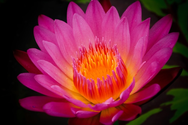 Pink Water Lily