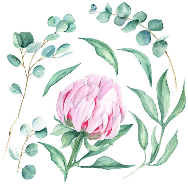 Фото Розовые акварельные листья пиона и ветви эвкалипта нарисованы вручную ботанической иллюстрацией