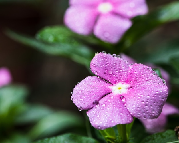 庭の木にピンクのクレソンの花