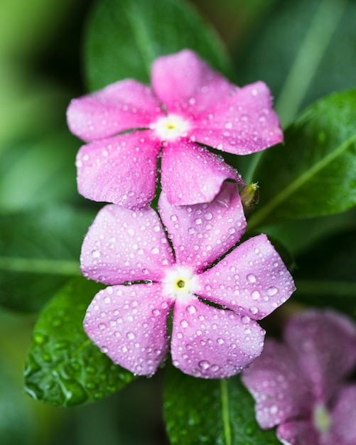 写真 庭の木にピンクのクレソンの花