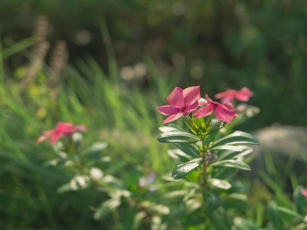 Pink Watercress Flower