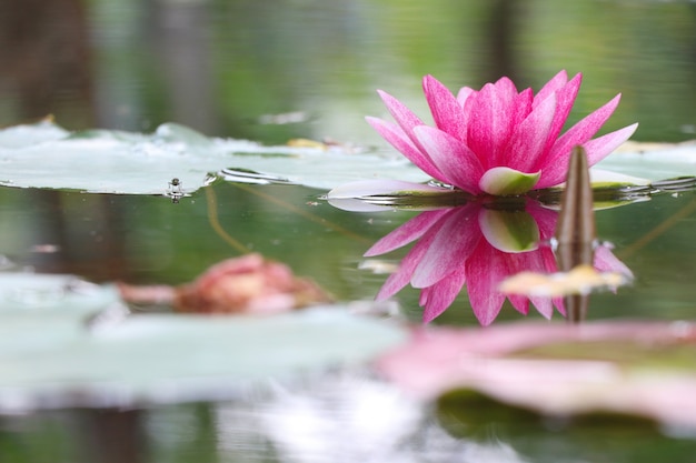 Pink waterlily beautiful color with  water surface reflection in the pond