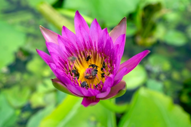 Pink waterlily or lotus flower with yellow pollen and bees inside with blurred background