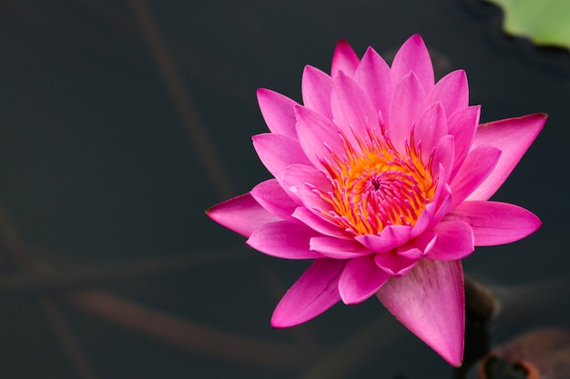 Photo pink waterlily with copy space