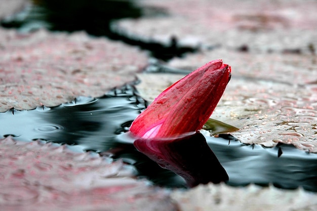 Pink waterlily